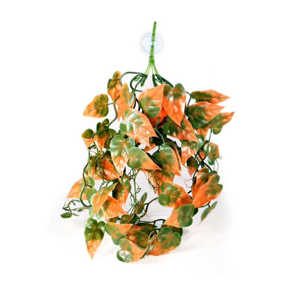 Pangea Plant - Orange