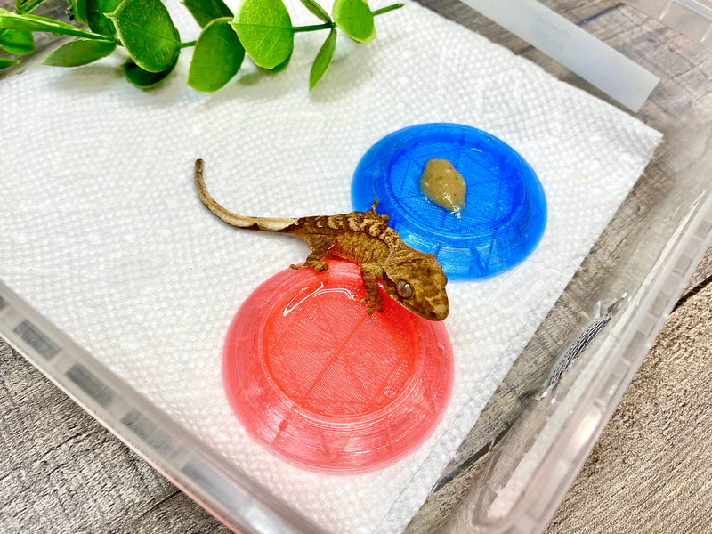 Extra Small Hatchling Food and Water Dish