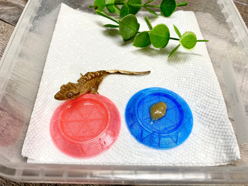 Extra Small Hatchling Food and Water Dish